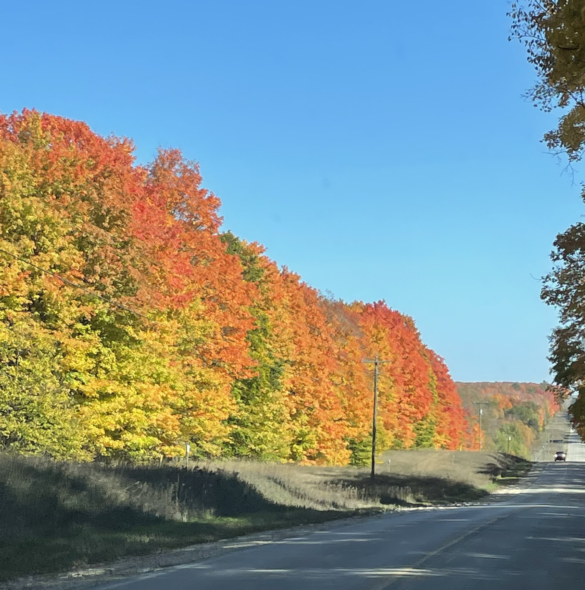 Autumn trees along a country road.