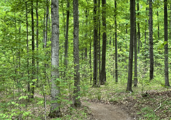 Forest trail surrounded by green trees