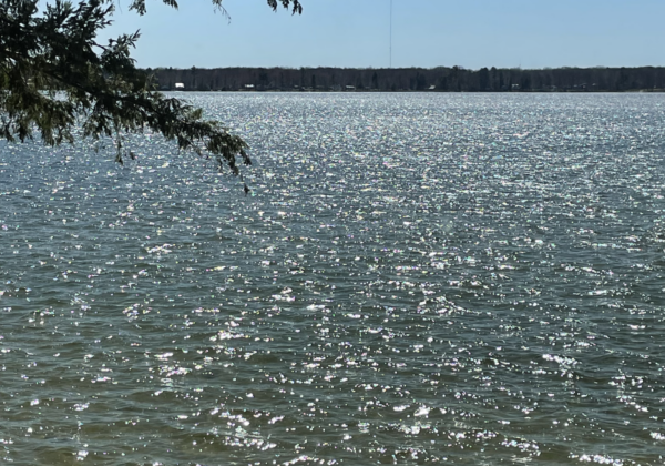 Sunny lake view with tree and water reflections